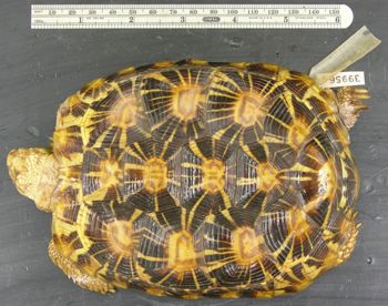 Media type: image; Herpetology R-39956